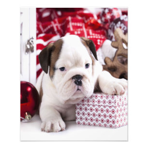 Impression Photo Chien-chien anglais mignon Noël drôle