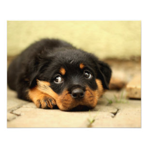 Impression Photo Chien chiot Rottweiler curieux de la vie