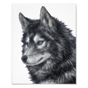 Impression Photo Chien de Balto