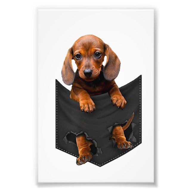 Impression Photo Chien de berger In My Pocket Weiner Dog (Devant)