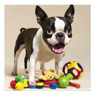 Impression Photo Chien de Boston Terrier jouant avec des jouets