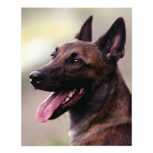 Impression Photo Chien de chien de berger malinois portrait chien d
