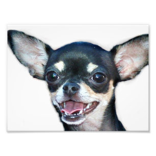 Impression Photo Chien de chiwawa