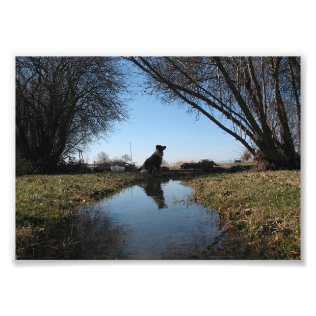 Impression Photo Chien de ferme fidèle (Devant)
