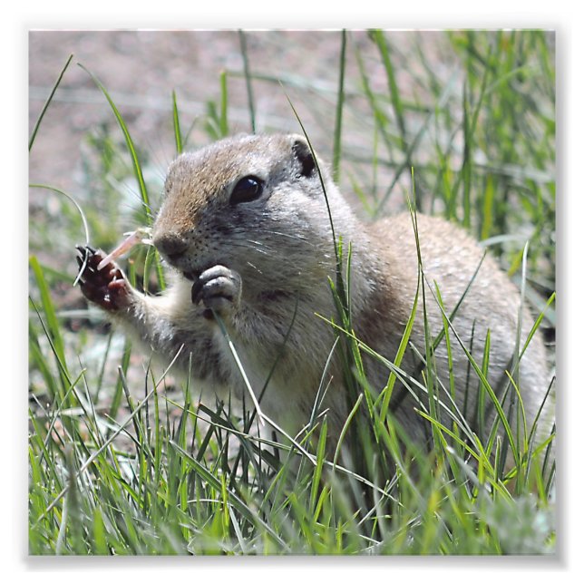 Impression Photo Chien Des Prairies Dans L'Herbe (Devant)