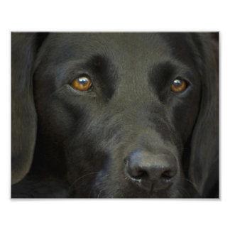 Impression Photo Chien noir du Labrador
