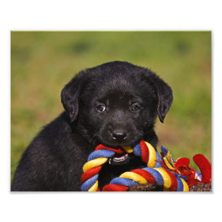 Impression Photo chien noir Labrador Retriever Chipe Photo-poster