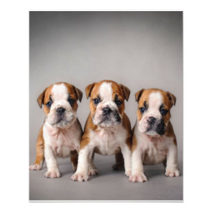 Impression Photo Chiens de taupe mignons Cadeau Amoureux des chie