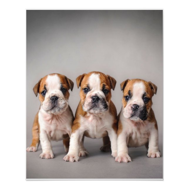 Impression Photo Chiens de taupe mignons | Cadeau Amoureux des chie (Devant)