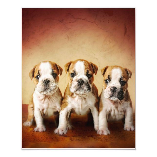 Impression Photo Chiens de taureau anglais vraiment mignons (Devant)