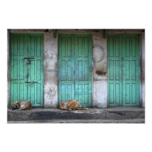 Impression Photo Chiens errants devant les portes vertes sales phot