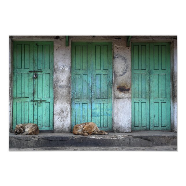 Impression Photo Chiens errants devant les portes vertes sales phot (Devant)