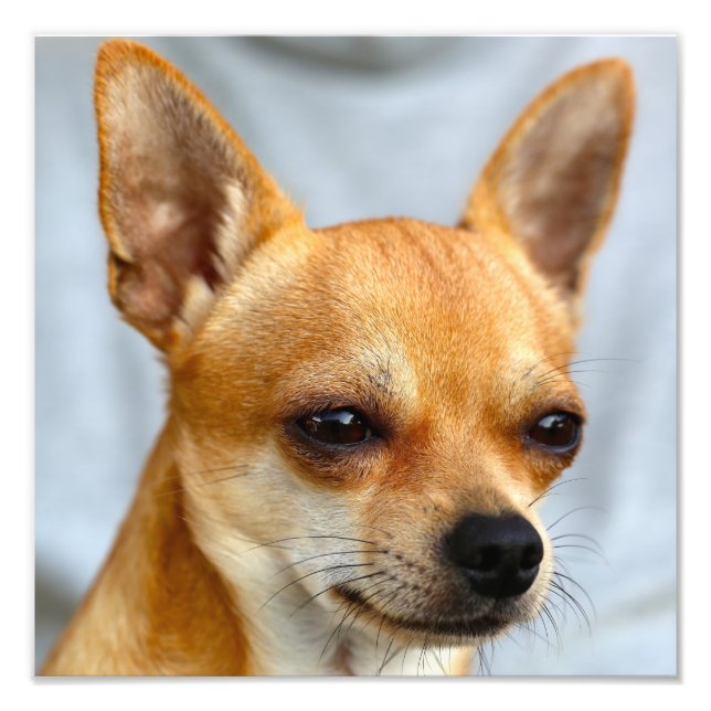 Impression Photo Chihuahua Baby (Devant)