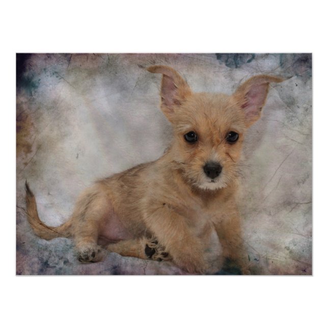Impression Photo Chihuahua/Yorkie Puppy (Devant)