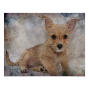 Impression Photo Chihuahua/Yorkie Puppy