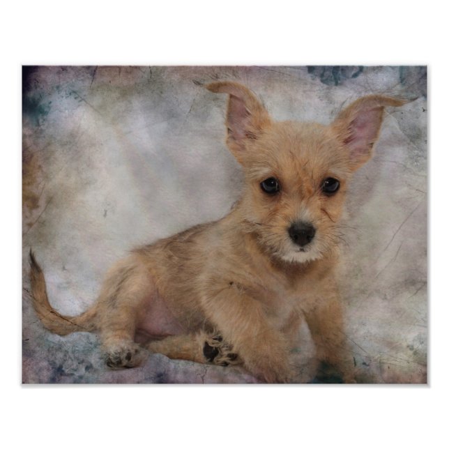 Impression Photo Chihuahua/Yorkie Puppy (Devant)