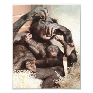 IMPRESSION PHOTO CHIMPANZÉS