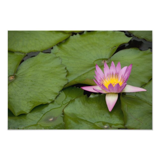 Impression Photo Chine, Hong Kong, Nouveaux territoires. Chi Lin (Devant)