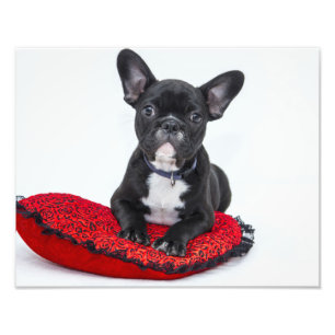 Impression Photo Chiot