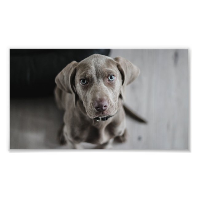 Impression Photo chiot weimaraner (Devant)