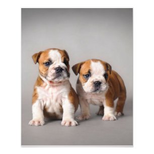 Impression Photo Chiots Bouledogue Anglais Couple Mignon Bouledog