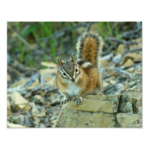 Impression Photo Chipmunk dans le parc national des Glaciers