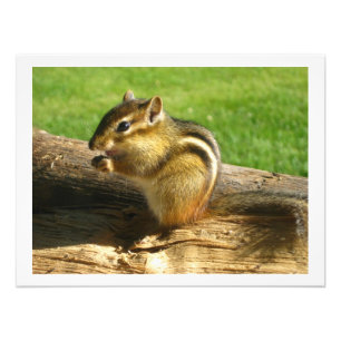 Impression Photo Chipmunk Mange Graines