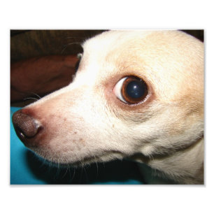 Impression Photo Chiwawa