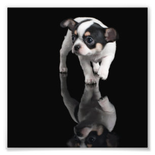 Impression Photo Chiwawa