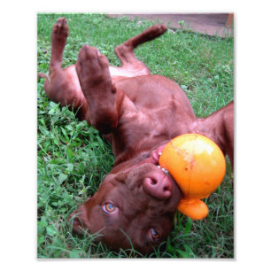 Impression Photo Chocolat Lab Chiot Jouer avec balle