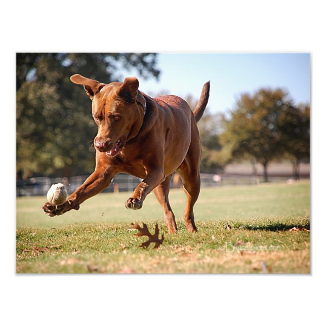 Impression Photo Chocolat Lab Pit Mix Chien Chasse Ball (Devant)