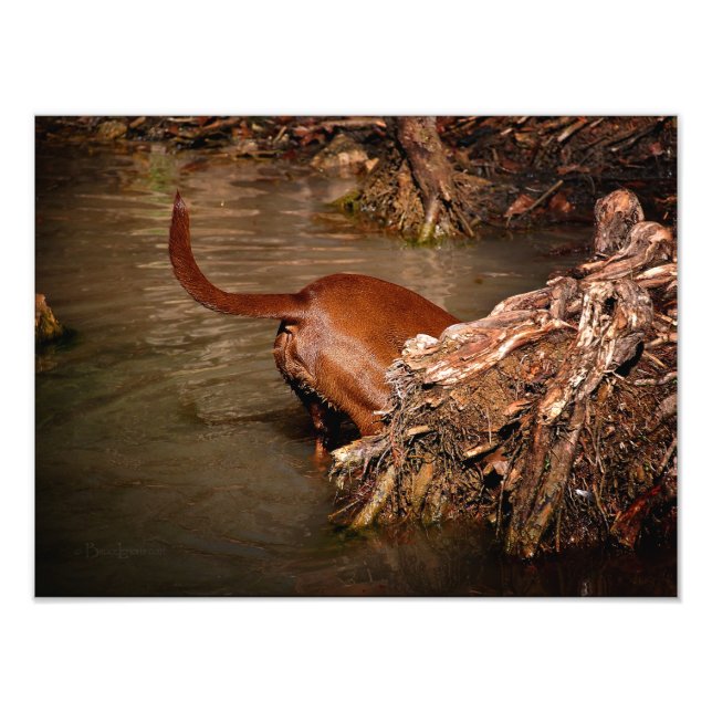 Impression Photo Chocolat Lab Pit Mix Chien creuser (Devant)