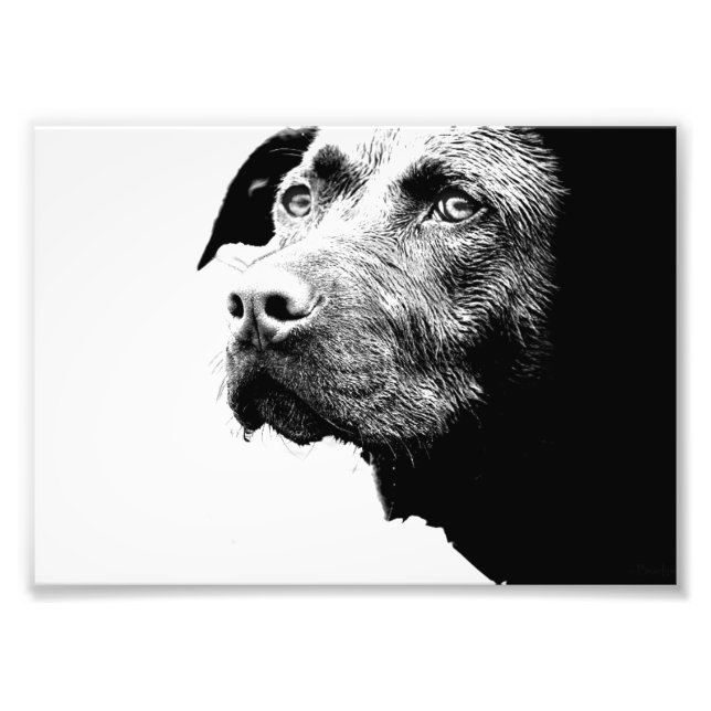 Impression Photo Chocolat Lab Pit Mix Chien en noir et blanc (Devant)