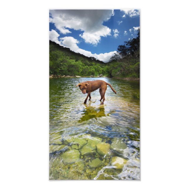 Impression Photo Chocolat Lab Pit Mix Chien Marcher sur l'eau (Devant)