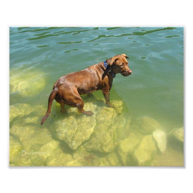 Impression Photo Chocolat Lab Pit Mix Chien Natation (Devant)