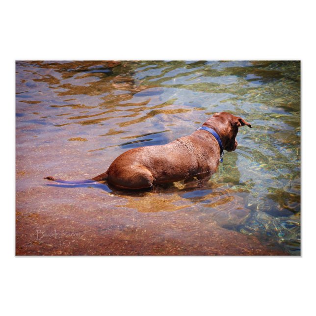 Impression Photo Chocolat Lab Pit Mix Chien Natation 10 (Devant)
