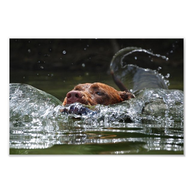 Impression Photo Chocolat Lab Pit Mix Chien Natation 5 (Devant)