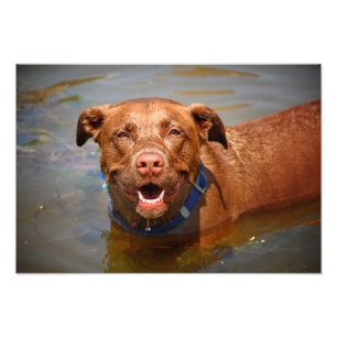 Impression Photo Chocolat Lab Pit Mix Chien Souriant