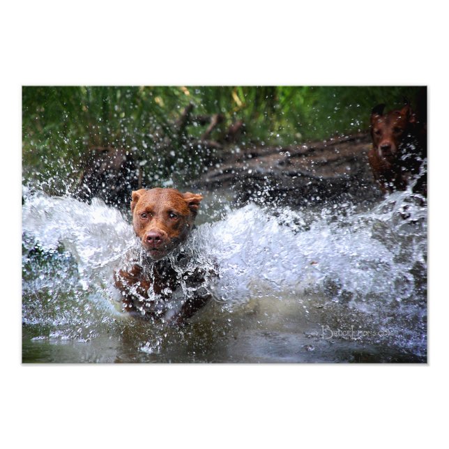 Impression Photo Chocolat Lab Pit Mix Dog Splashing 4 (Devant)