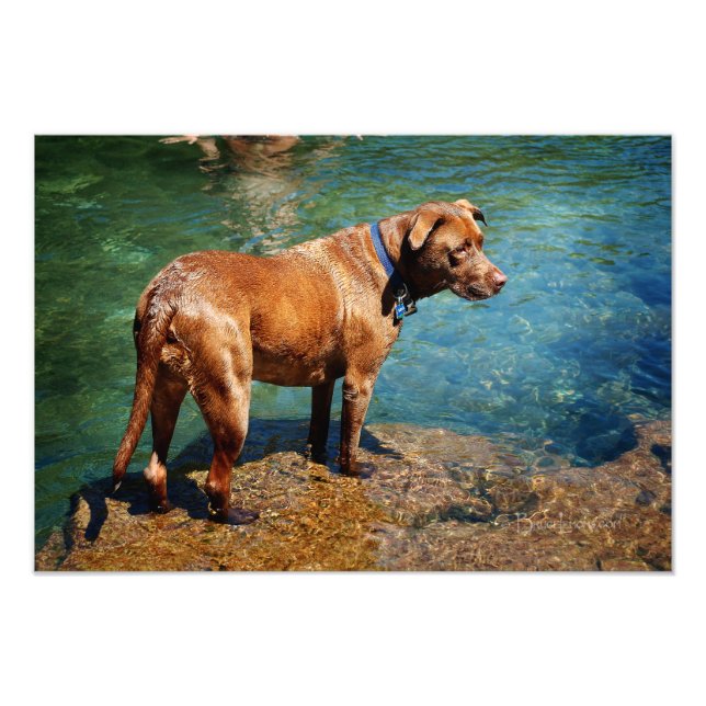 Impression Photo Chocolat Lab Pit Mix Dog Wading 2 (Devant)