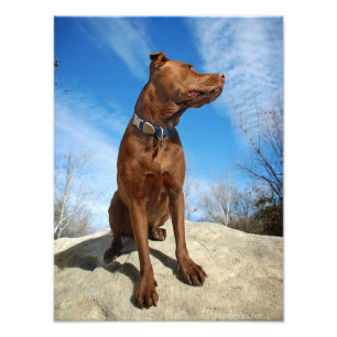 Impression Photo Chocolat Lab Pit Mix Portrait de chien 6