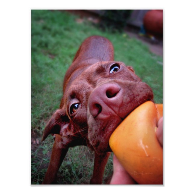 Impression Photo Chocolat Lab Pit Puppy Tugging Ball (Devant)