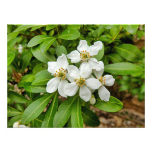 Impression Photo Choisya Ternata