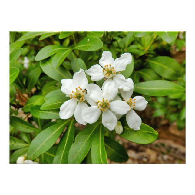 Impression Photo Choisya Ternata (Devant)