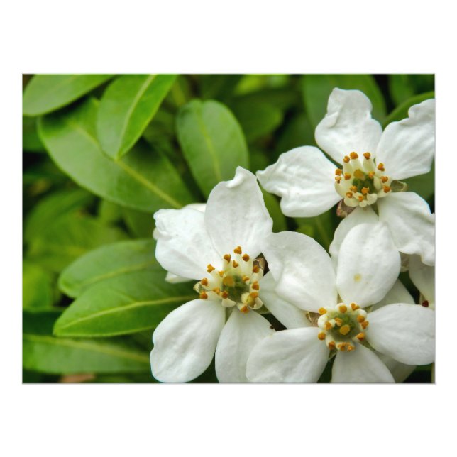 Impression Photo Choisya Ternata (Devant)