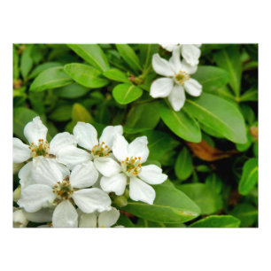 Impression Photo Choisya Ternata