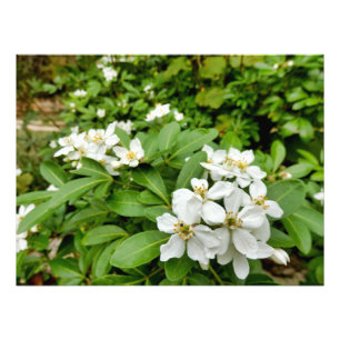 Impression Photo Choisya Ternata