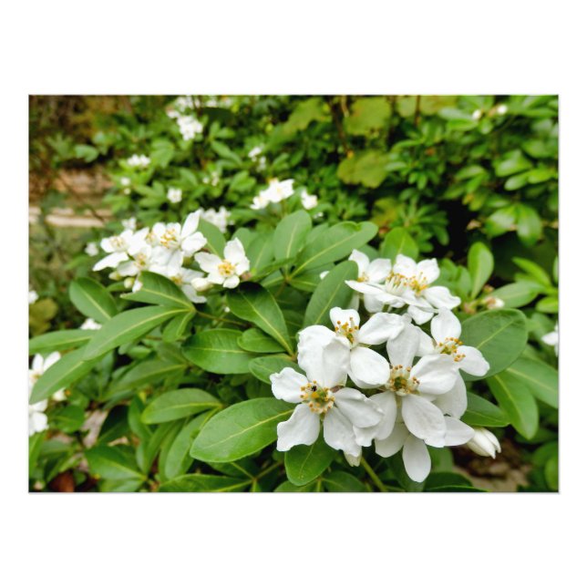 Impression Photo Choisya Ternata (Devant)