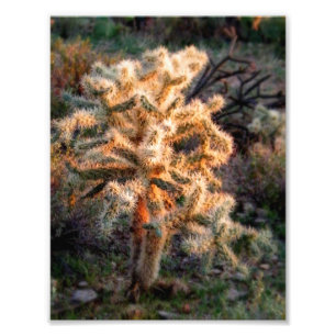 Impression Photo Cholla brillante