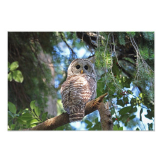 Impression Photo Chouette de Hoot sauvage qui brille dans la forêt